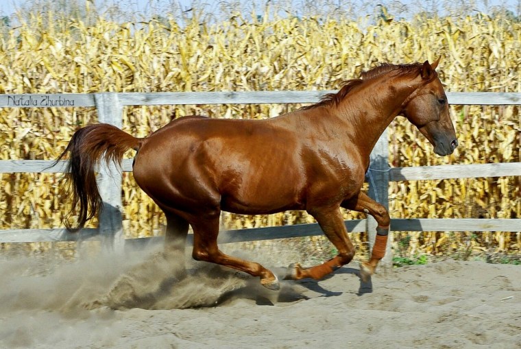 Лошадь анимация 3д