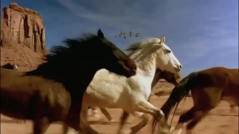 Бегущий табун лошадей