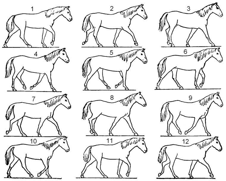 Бегущий Мустанг