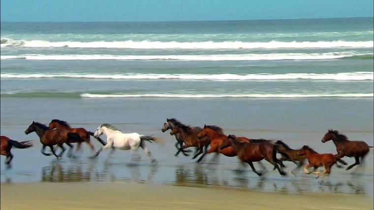 Бег лошади референс