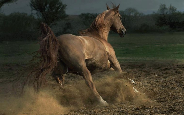 Коричневая лошадь на белом фоне