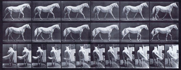 Скачем на лошадке