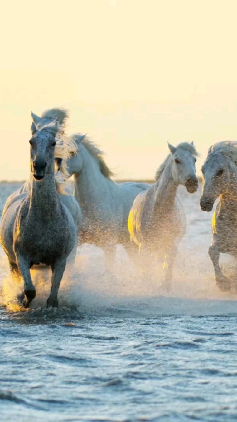 Андалузская лошадь в прыжке