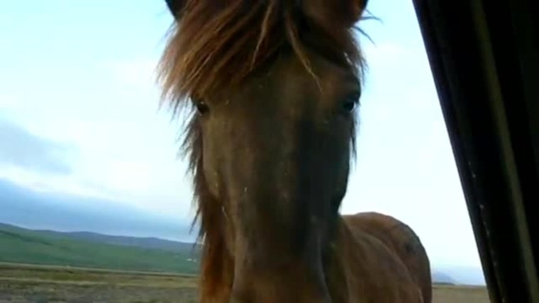 Лошадь с жеребенком на лугу