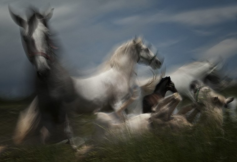 Гнедой табун