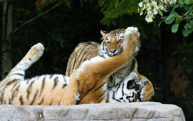 Тигры любовь