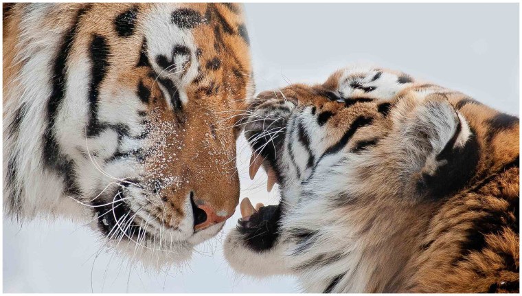 Тигр и тигрица