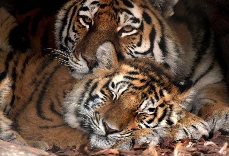 Тигр и тигрица