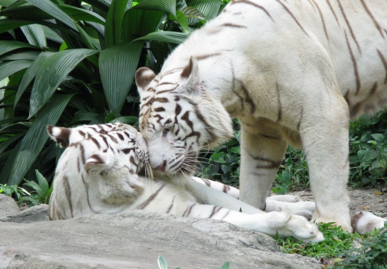 Белые тигры любовь