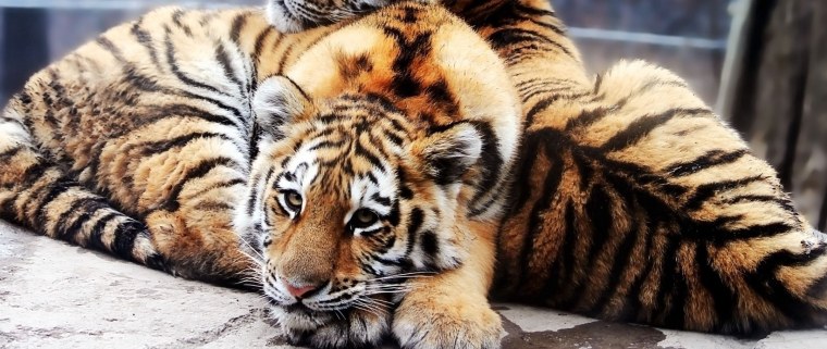 Амурский тигр Владивосток