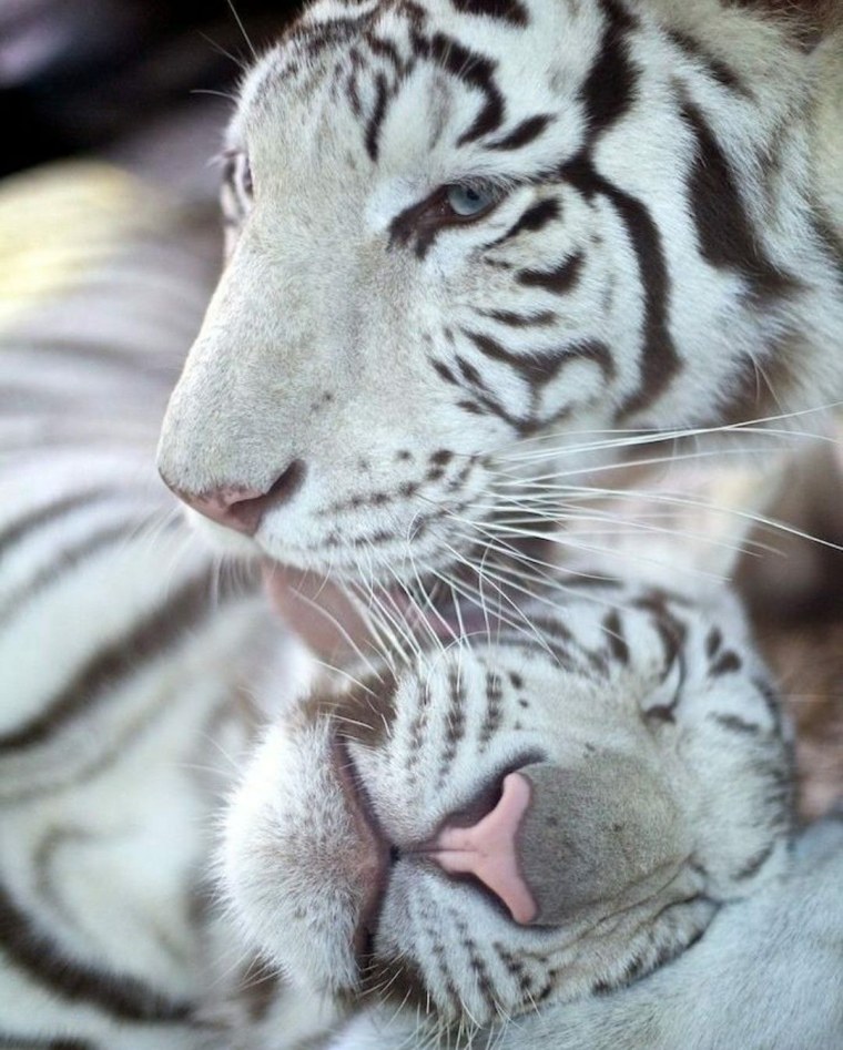 Тигры любовь