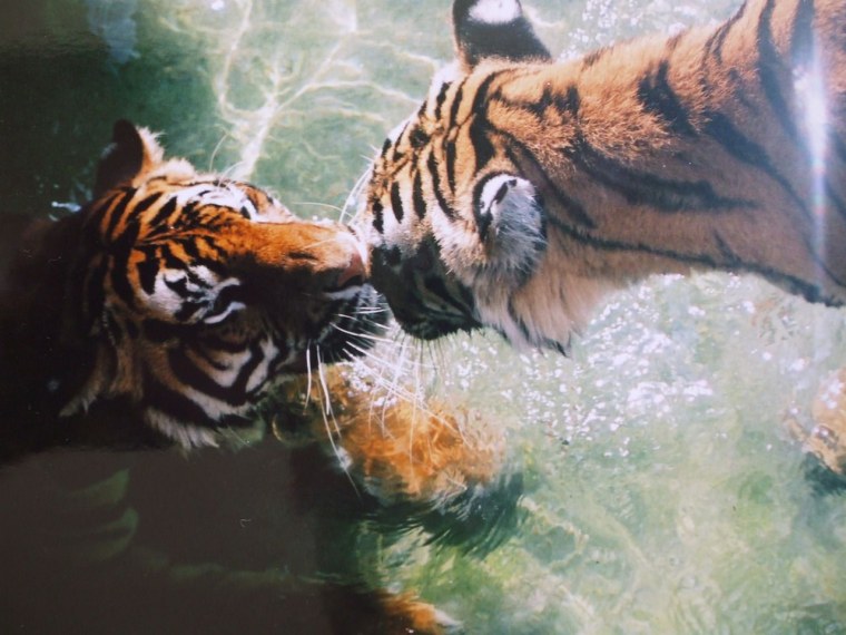 Тигриная пара утро