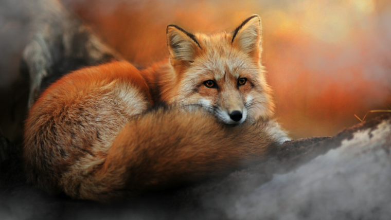 Тибетская лисица 1920 1080