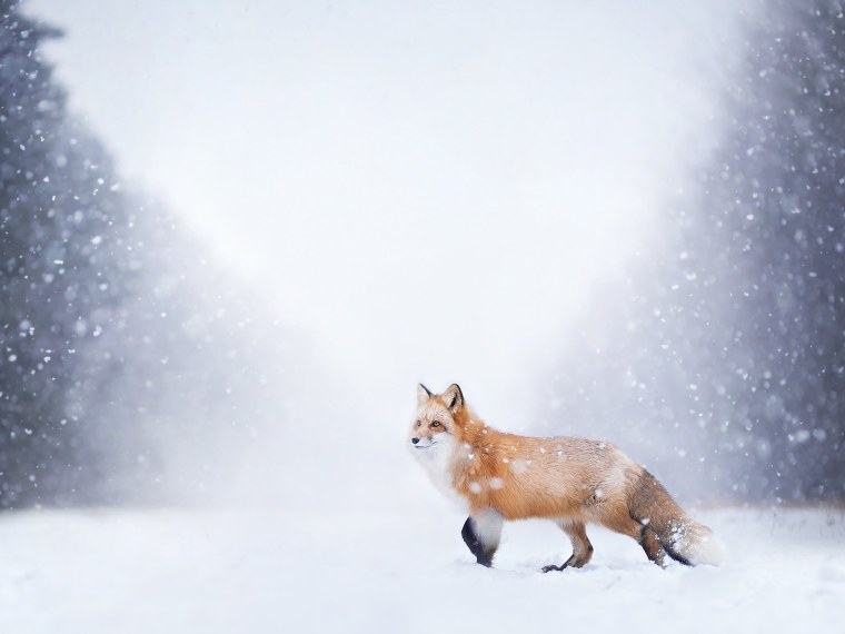 Лиса зимой