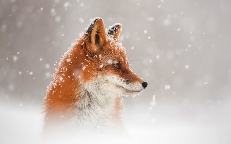 Лиса в снегу