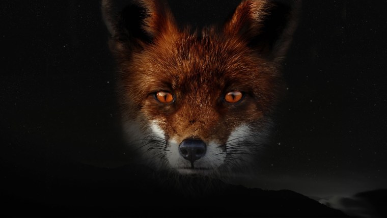 Лис на черном фоне