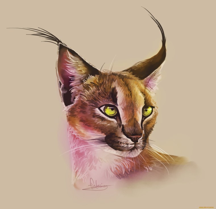 Шлёпа аниме кот