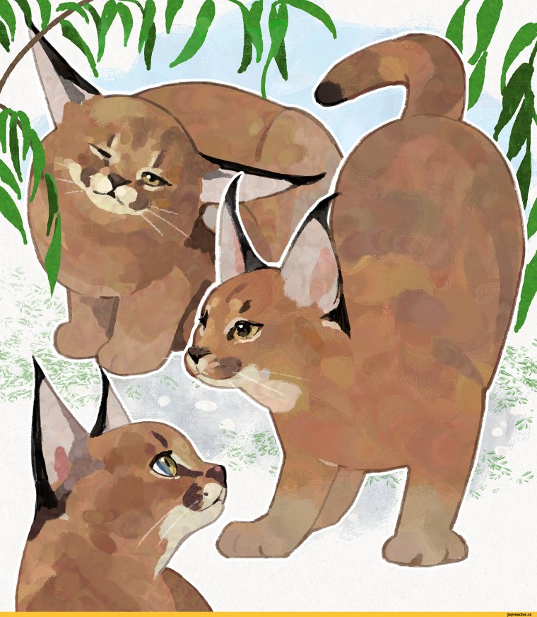 Анатомия каракала