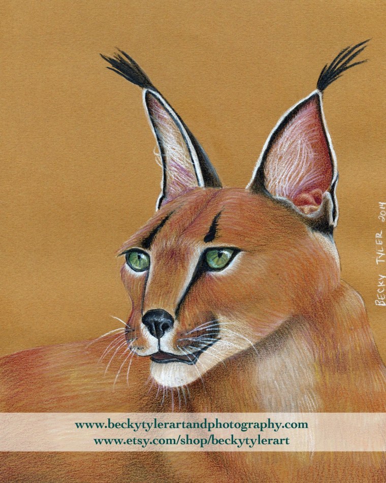 Каракал акварелью