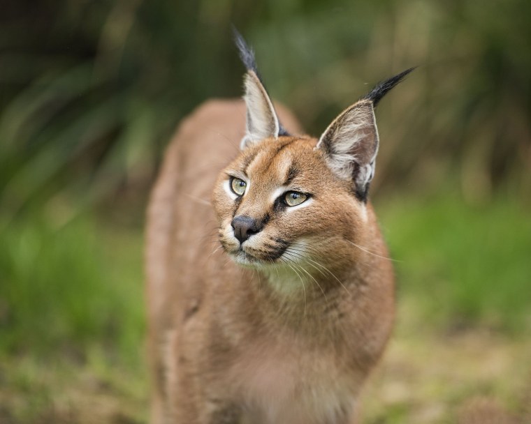 Каракал референс