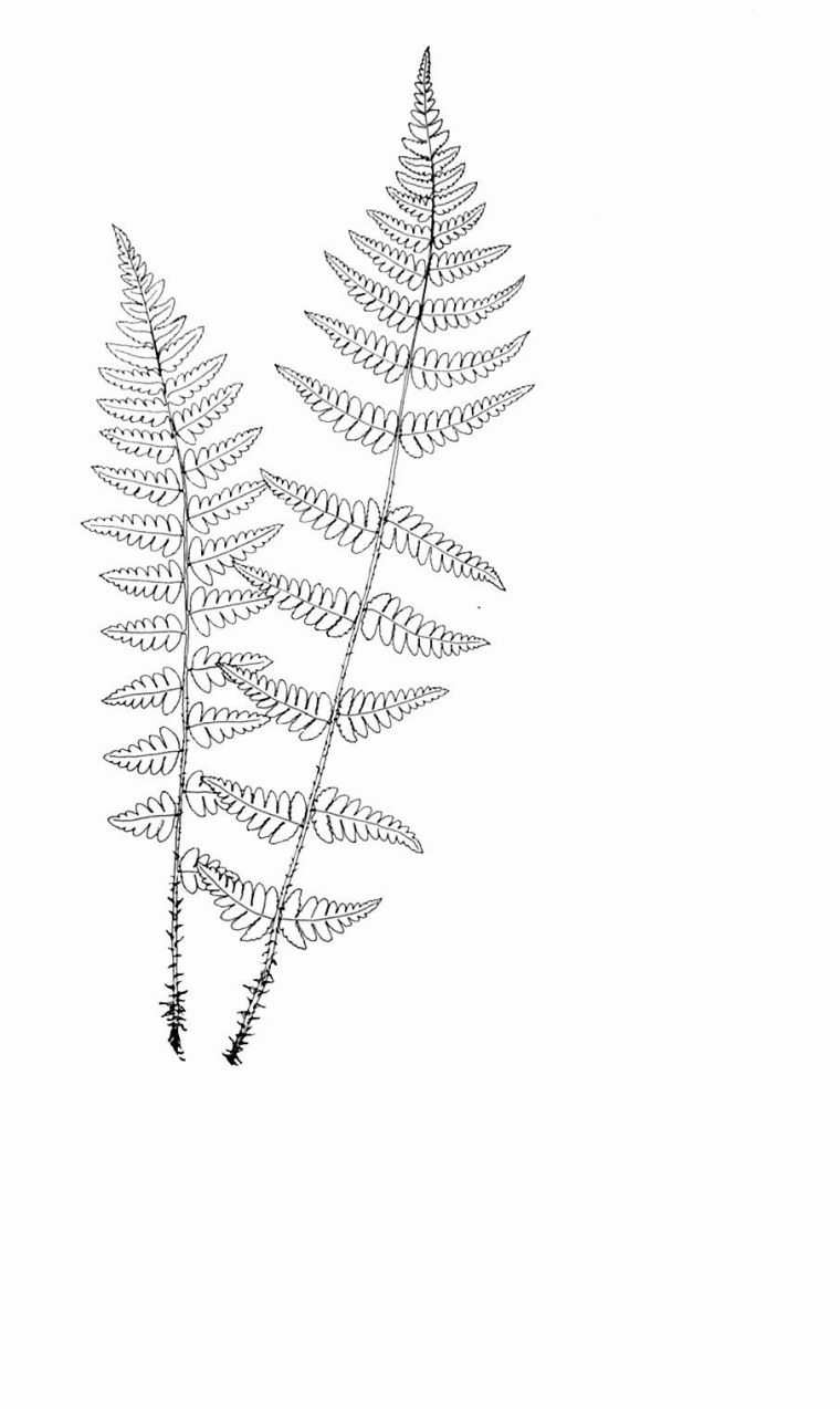 Листья папоротника на белом фоне