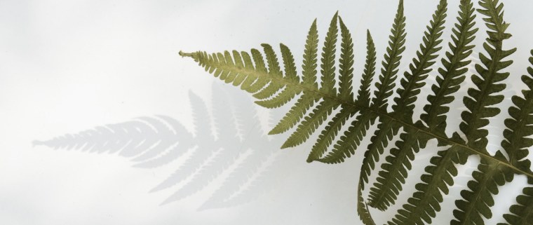 Папоротник на черном фоне