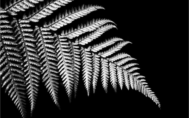 Серебряный папоротник символ новой Зеландии