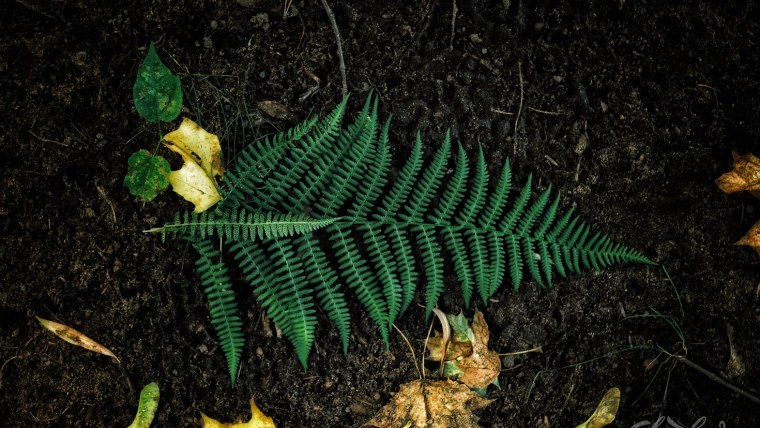 Папоротник эфалоглоссум