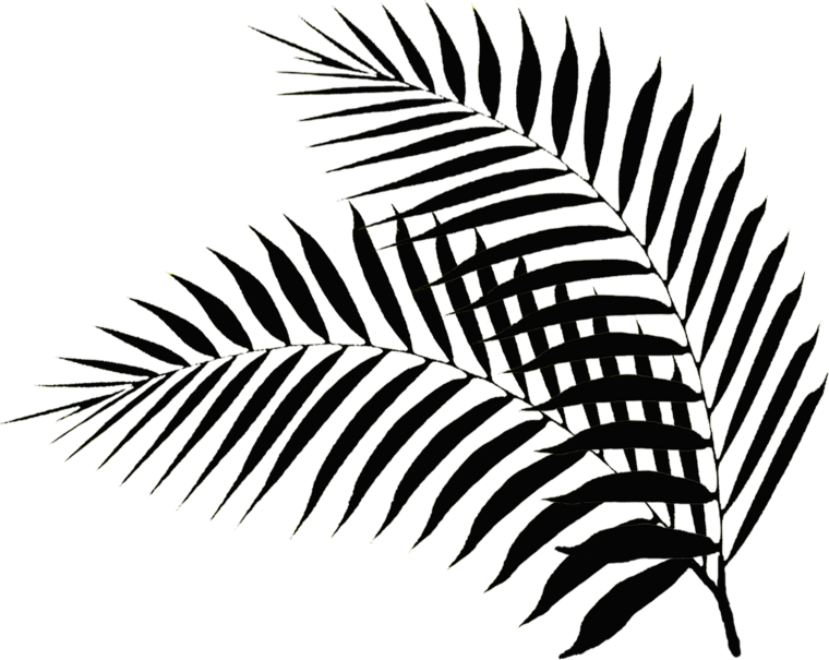 Ветка пальмы