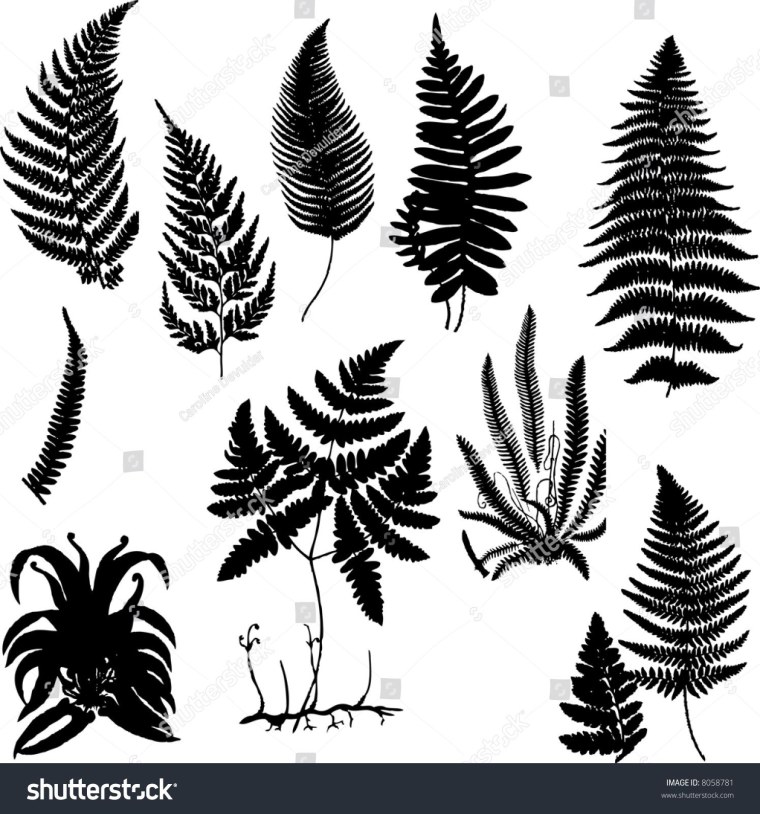 Тату папоротник чб