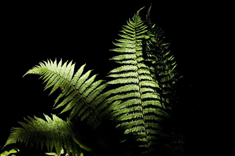 Блэк папоротник