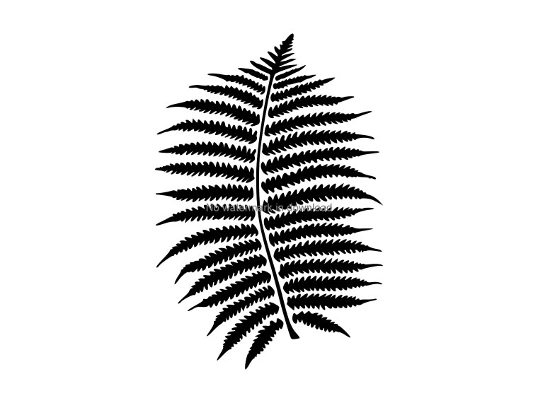 Папоротник СВГ