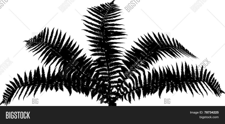 Папоротник силуэт вектор