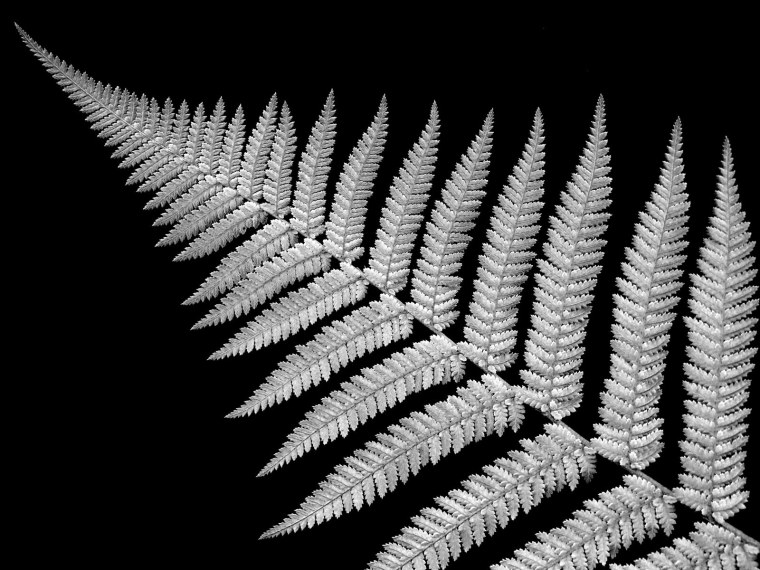 Белый папоротник на черном фоне