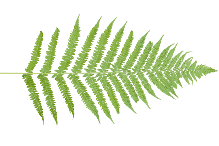 Лист папоротника силуэт