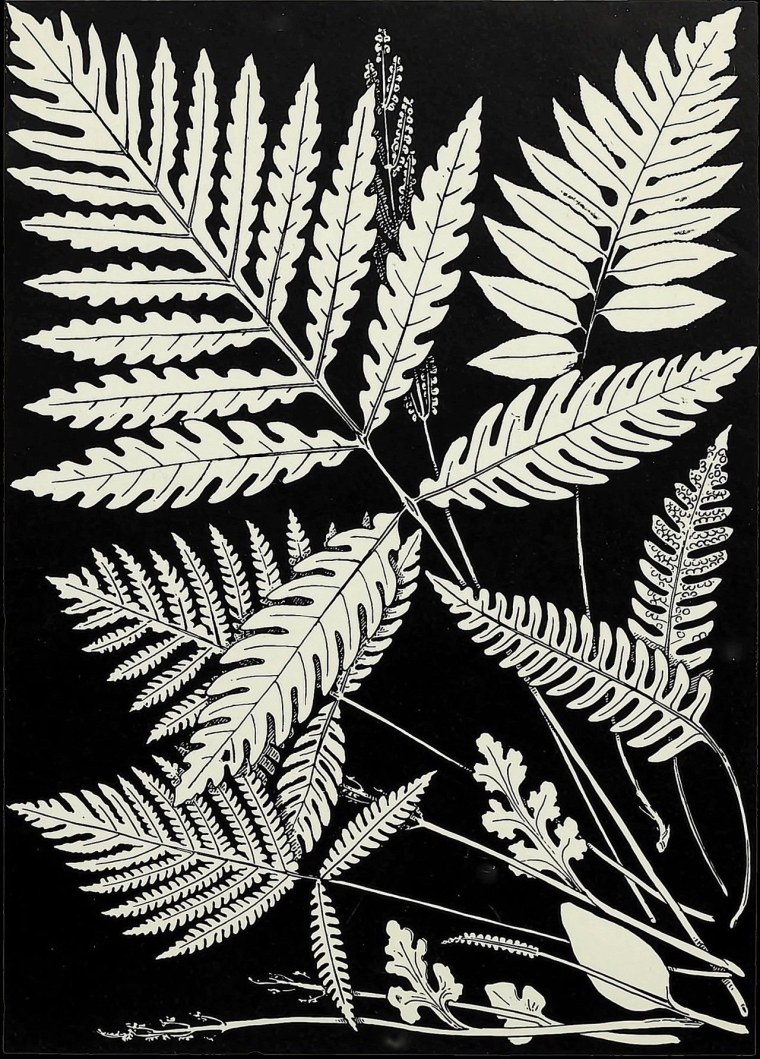 Папоротник Графика