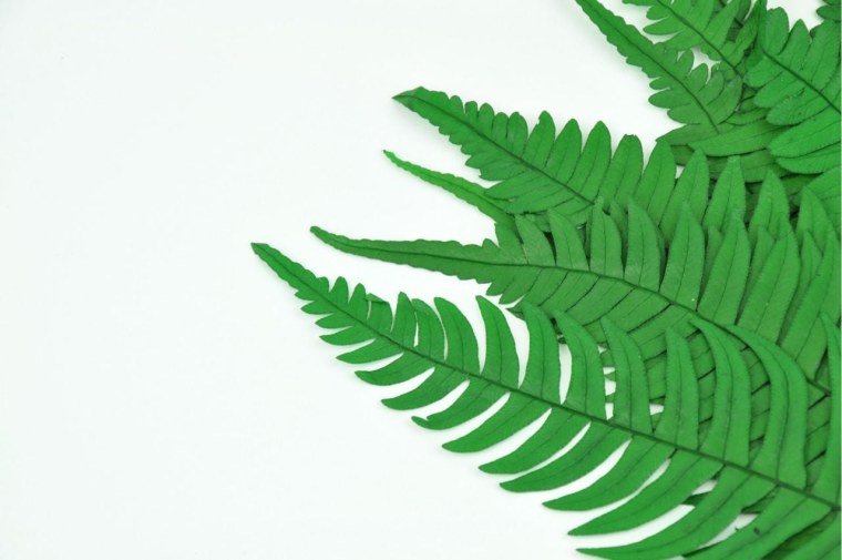 Ветка папоротника