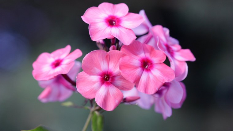 Флокс метельчатый Balmoral