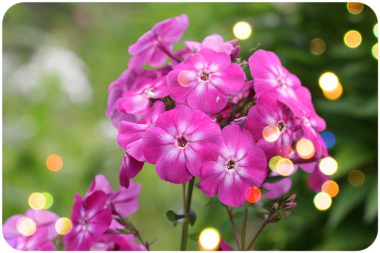 Флокс разноцветье