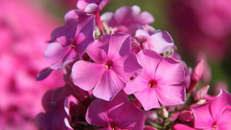 Флокс метельчатый