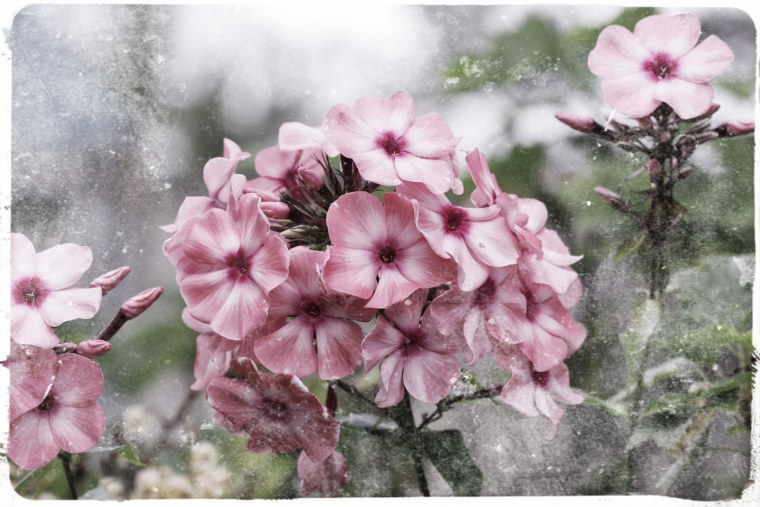 Флокс грибной дождь