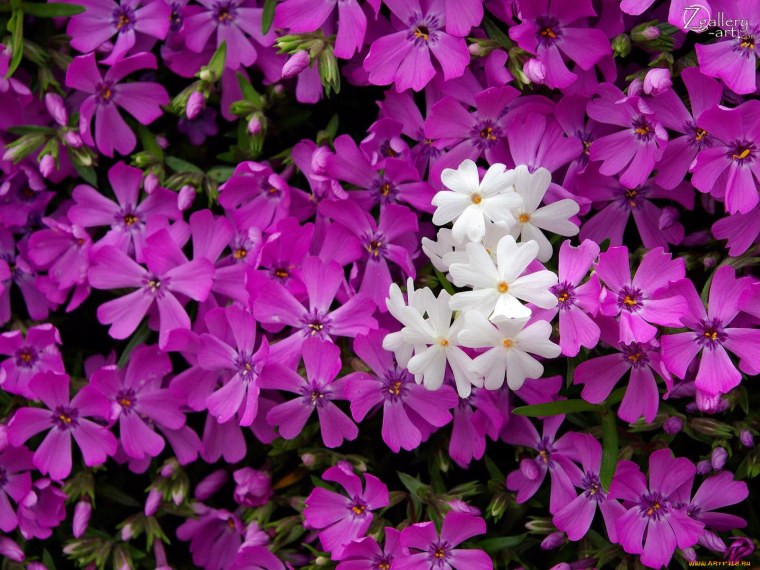 Флокс Сесиль Ханбери