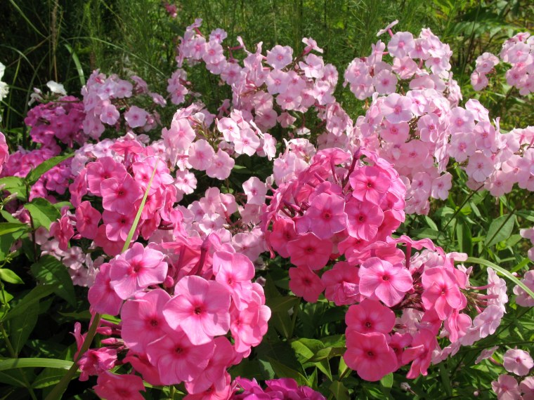 Флокс метельчатый 'фламенко'