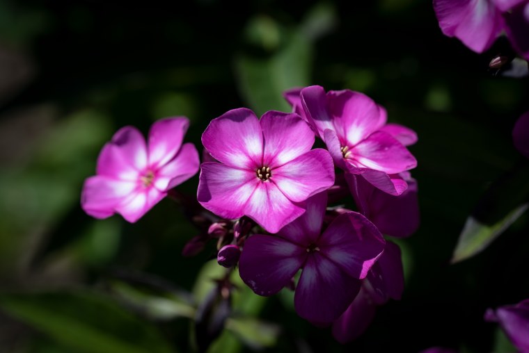 Флокс Арлекин