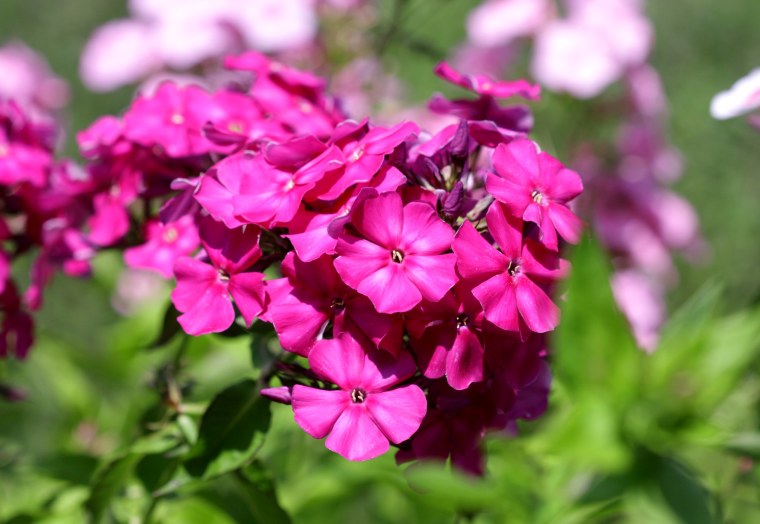 Флокс малиновый звон