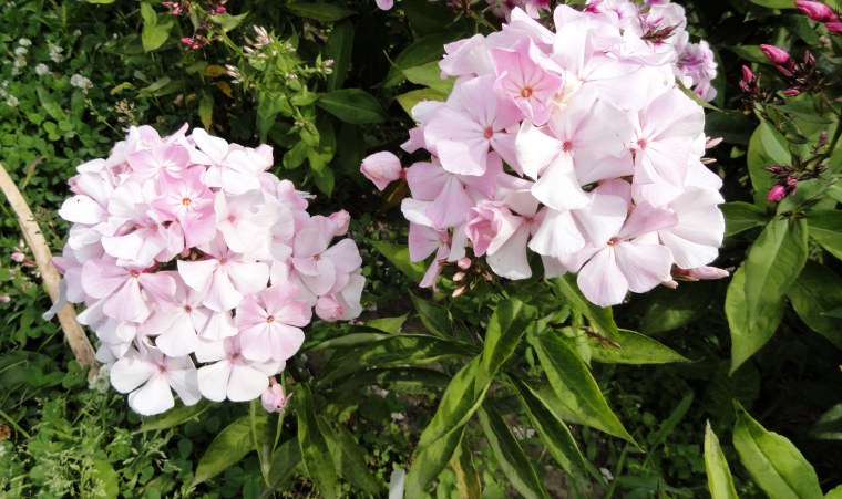 Флокс метельчатый 'Аугустшнеекупель'