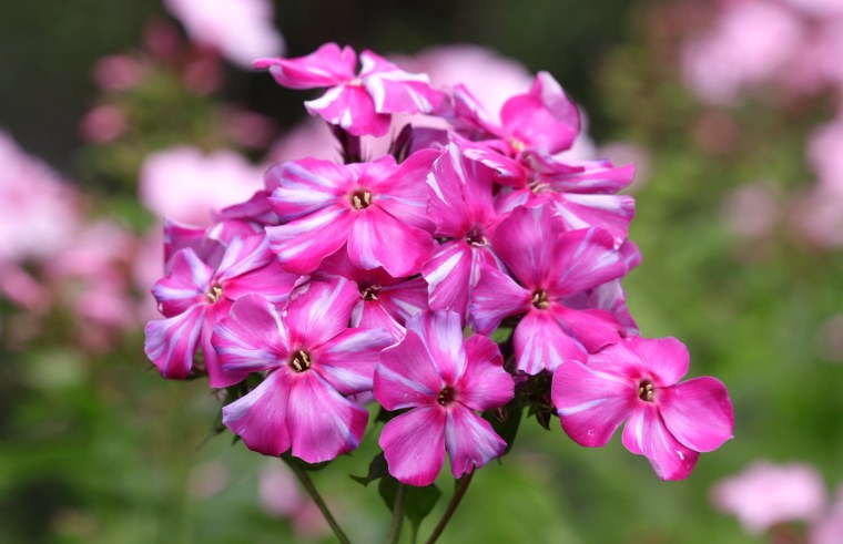 Флокс метельчатый Перчинка