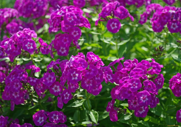 Флокс Саншайн