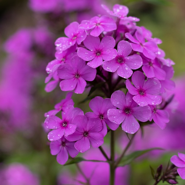 Флокс Бабушкин цветок