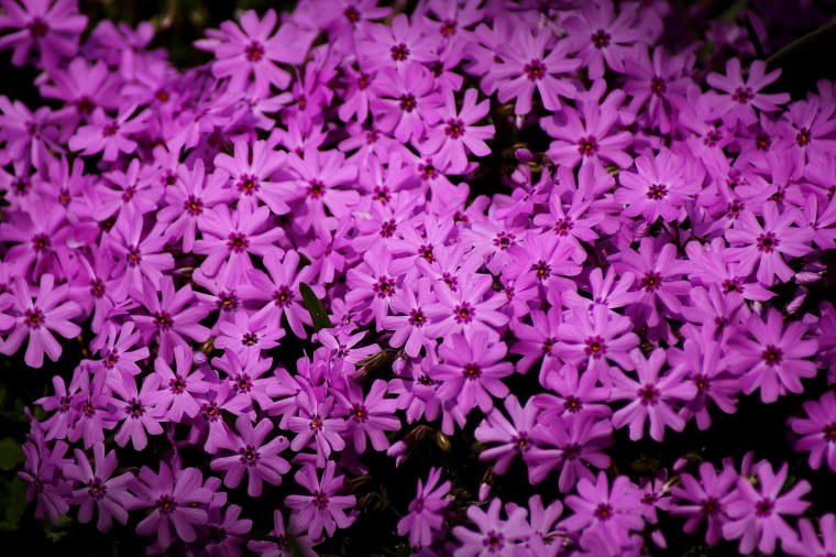 Обои на рабочий стол Флоксы